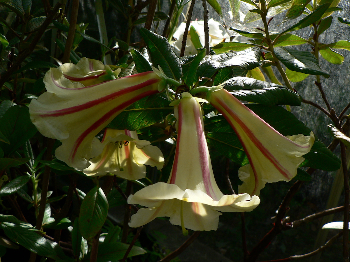 dalhousiae var rhabdotum